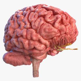 3D Human Brain Full Anatomy model